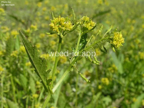 yellowcress, marsh